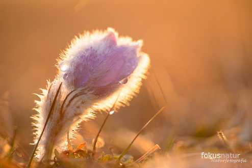 Finger-Kuhschelle (Pulsatilla patens)