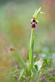 Fliegenragwurz (Ophrys insectifera)