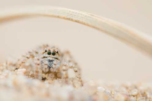 Weibliche Dünen-Springspinne (Yllenus arenarius)