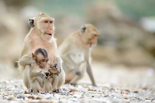 Javaneraffe (Macaca fascicularis)