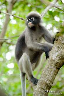 Südlicher Brillenlangur (Trachypithecus obscurus)