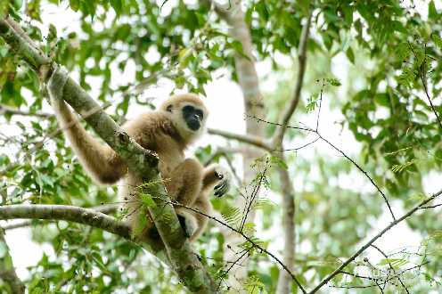 Weißhandgibbon (Hylobates lar)