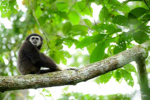 Weißhandgibbon (Hylobates lar)