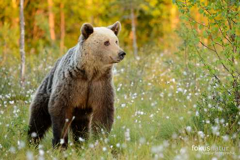 Wilder Braunbär (Ursos arctos)