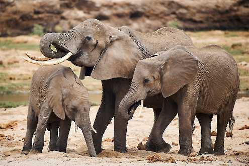 Afrikanischer Elefant (Loxodonta africana)