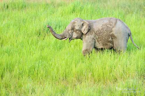 Asiatischer Elefant (Elephas maximus)