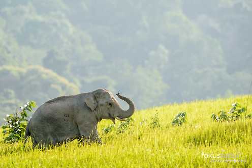 Asiatischer Elefant (Elephas maximus)