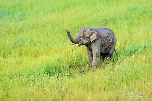 Asiatischer Elefant (Elephas maximus)