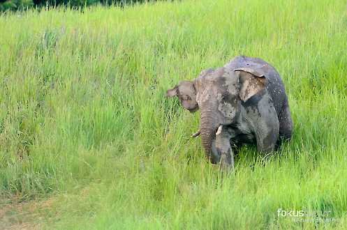 Asiatischer Elefant (Elephas maximus)