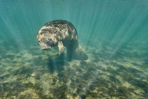 Karibik-Manati (Trichechus manatus)