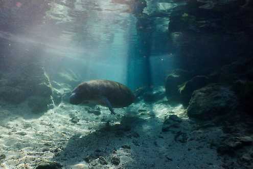 Karibik-Manati (Trichechus manatus)