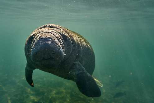 Karibik-Manati (Trichechus manatus)