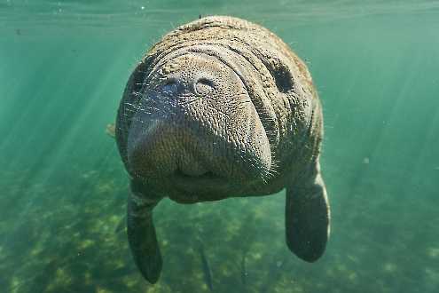 Karibik-Manati (Trichechus manatus)