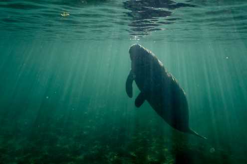 Karibik-Manati (Trichechus manatus)