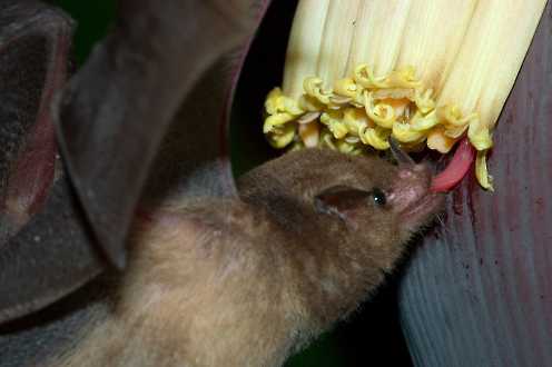 Langzungenfledermaus (Glossophaga soricina)