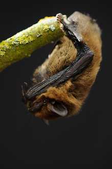 Zwergfledermaus (Pipistrellus pipistrellus)