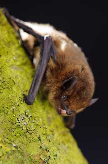 Zwergfledermaus (Pipistrellus pipistrellus)