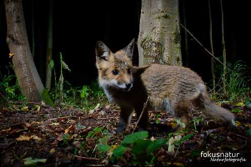 Jungfuchs (Vulpes vulpes)