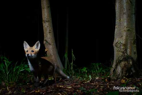 Jungfuchs (Vulpes vulpes)