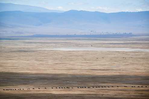 Gnus im Ngorongoro Crater