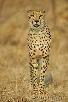 Gepard (Acinonyx jubatus)