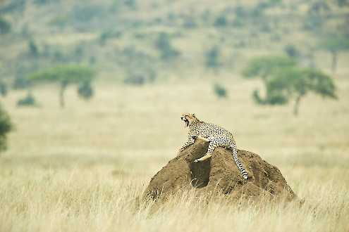 Gepard auf Termitenhügel