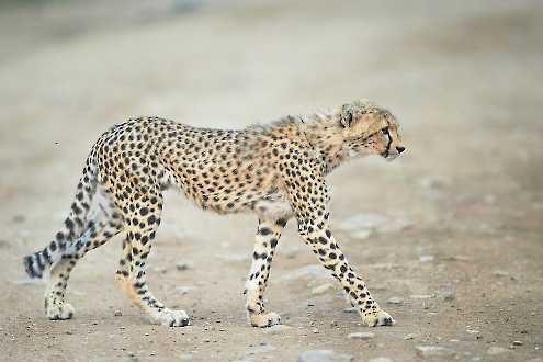 Gepard im Sand