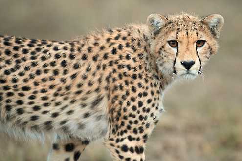 Gepard Portrait