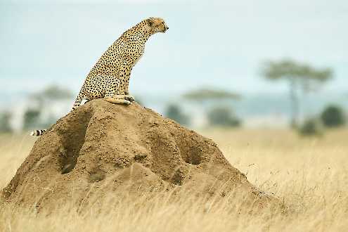 Gepard sitzt auf Termitenhügel