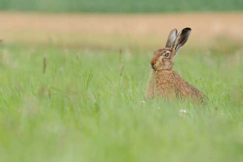 Feldhase (Lepus europaeus)