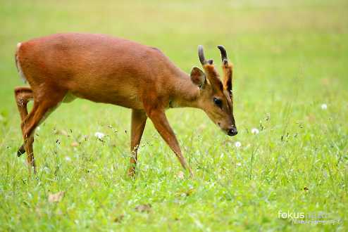 Indischer Muntjak (Muntjacus muntjak)