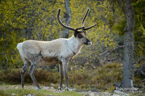 Rentier (Rangifer tarandus)