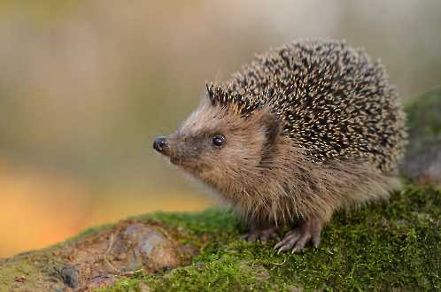 Braunbrustigel (Erinaceus europaeus)