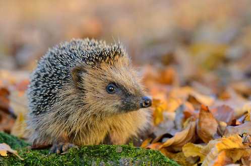 Igel (Erinaceus europaeus)