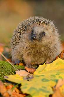 Igel (Erinaceus europaeus)