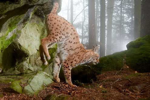 Eurasischer Luchs (Lynx lynx)