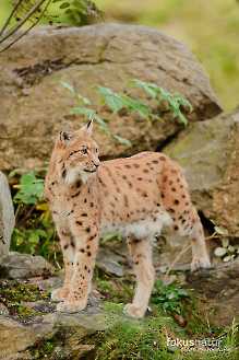 Europäischer Luchs (Lynx lynx)