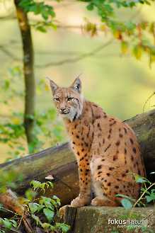 Europäischer Luchs (Lynx lynx)