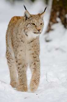 Luchs im Winter