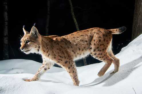 Luchs im Winter