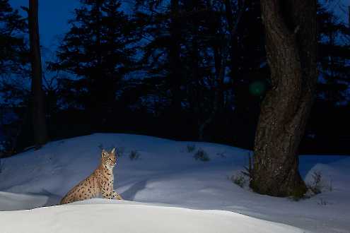 Luchs im Winter