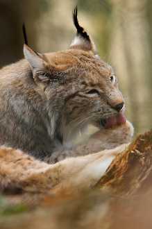 Luchs