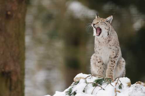 Luchs (Lynx lynx)