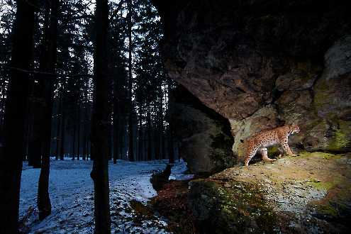 Luchs (Lynx lynx)