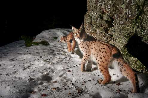 Luchs (Lynx lynx)