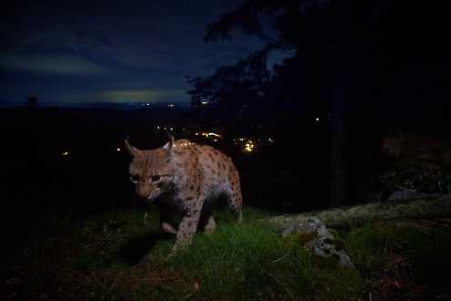 Luchs (Lynx lynx)