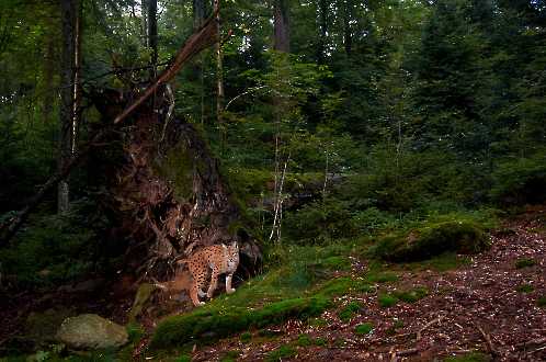 Luchs (Lynx lynx)