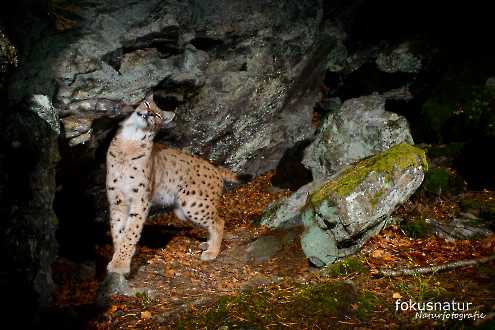 Luchs (Lynx lynx) an der Markierstelle