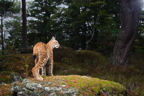 Luchs (Lynx lynx) auf der Kamerafalle