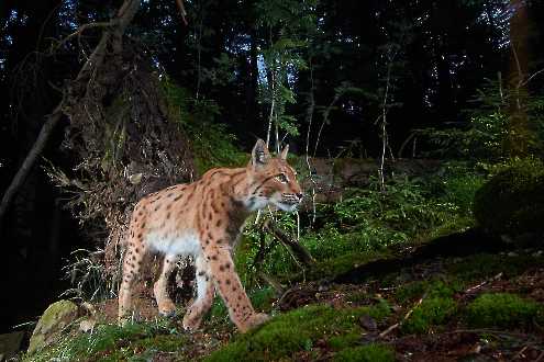 Luchsmännchen durchstreift sein Revier